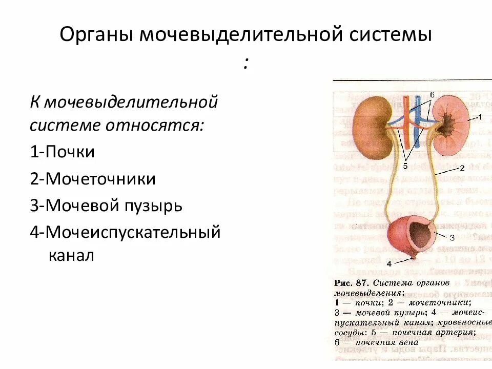 От почек отходят мочеточники. Физиология органов мочевой системы. Общая схема мочевыделительной системы. Мочевыделительная система рис 56. Мочевыделительная система функции мочеиспускательного канала.