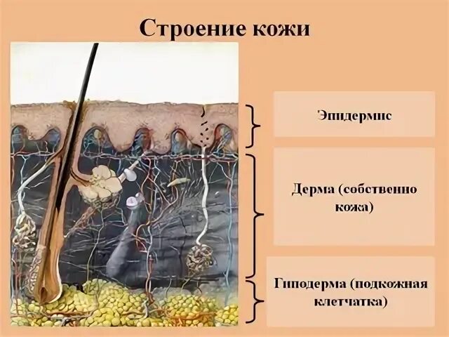 Строение кожи презентация 4 класс. Окружающий мир урок строение кожи. строение кожи 3 класс рисунок.