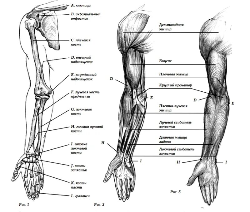 Мышцы руки анатомия человека. Кости предплечья анатомия человека. Кости и мышцы руки человека строение. Строение предплечья руки. Рука человека название