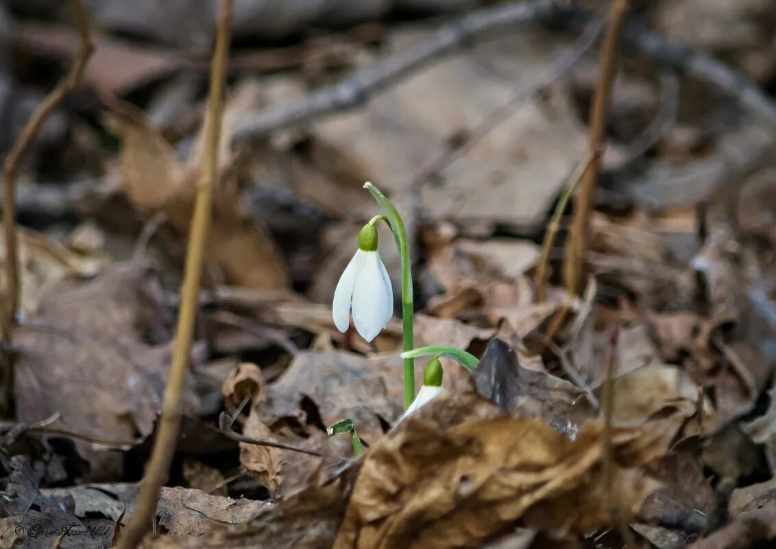 Пролески лесные. Подснежник карпатский. Подснежник расцвел лес. Подснежник расцвел лес. Растение подснежник лесной.