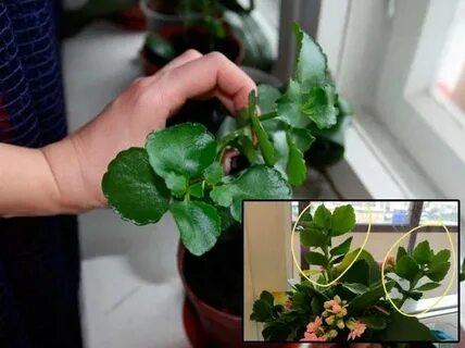 Обрезка каланхоэ цветущего