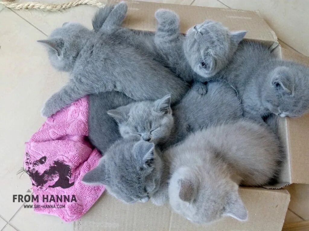 Коты на которых нет аллергии. Аллергические проявления у британцев кошек. коты не аллергенные породы. гипоаллергенные породы кошек для людей с аллергией на шерсть. от какой кошки нет аллергии.