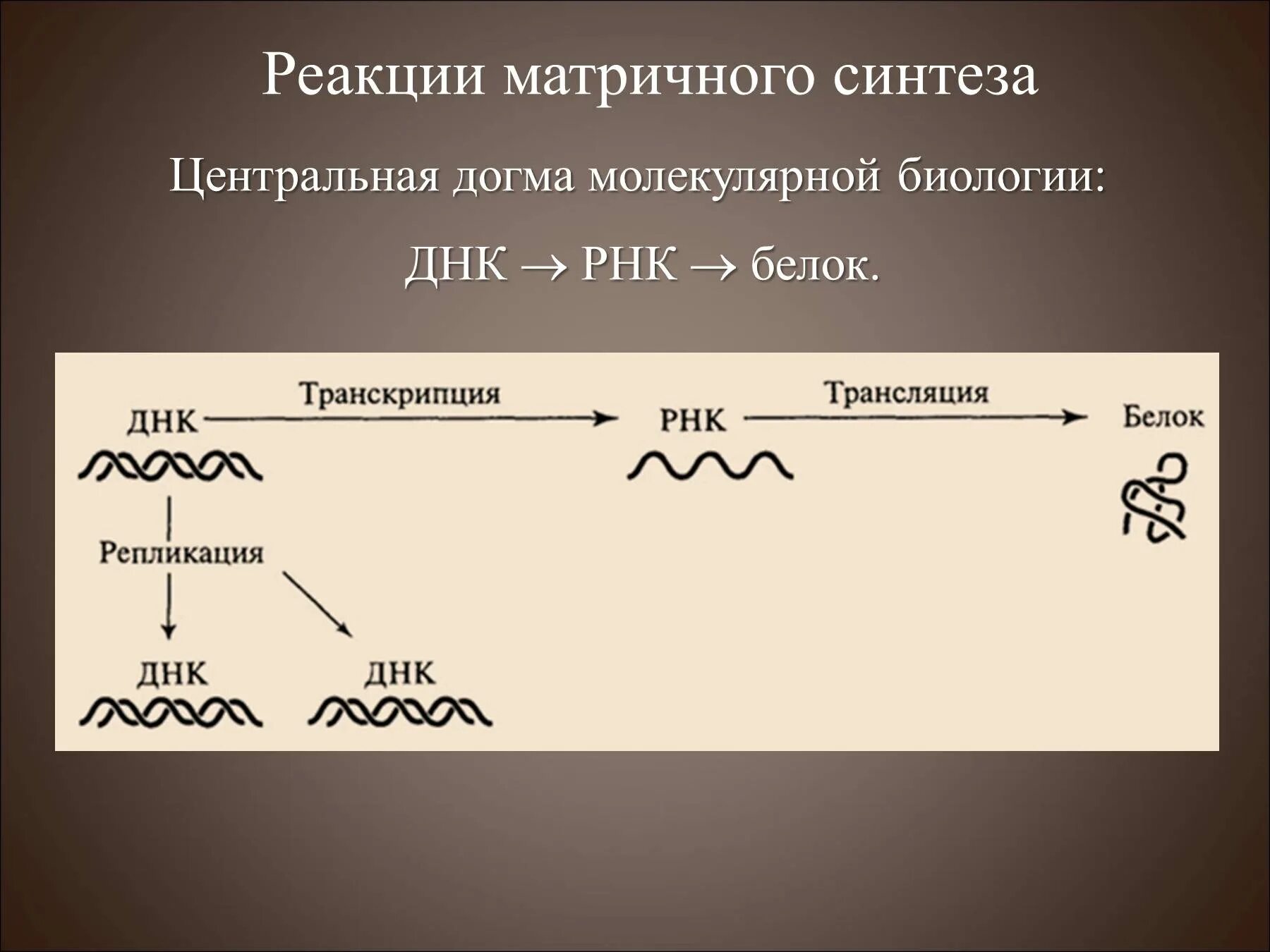 В результате реакций матричного синтеза синтезируются молекулы. Центральная Догма молекулярной биологии. Догма молекулярной биологии ДНК РНК. Центральная Догма молекулярной биологии матричный Синтез. Реакции матричного синтеза.