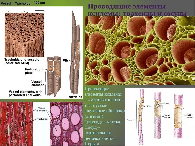 В каком процессе участвуют сосуды и трахеиды. Сосуды трахеиды ситовидные трубки. ксилема ткань растений. проводящая ткань ксилема. элементы ксилемы и флоэмы.