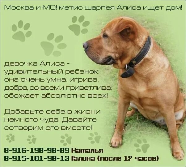 Имя для собаки девочки лабрадора