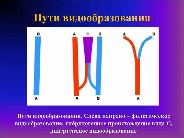 Основные формы видообразования. Пути видообразования филетическое гибридогенное. Полиплоидизации видообразование. Гибридогенное видообразование. Филетическое видообразование.