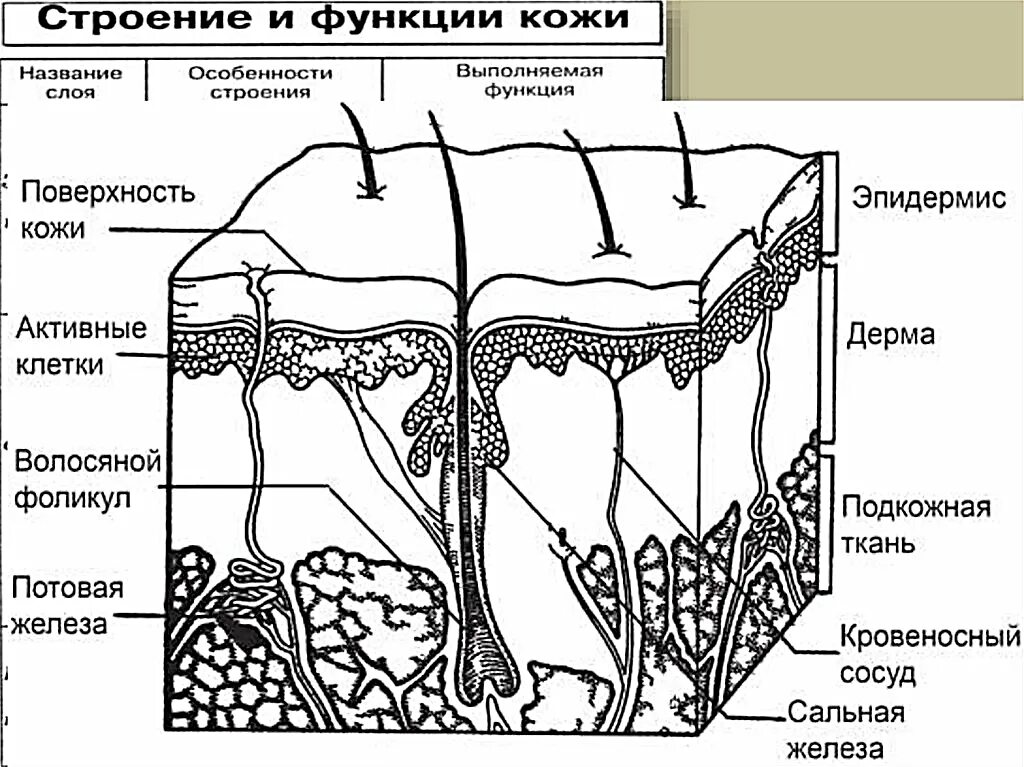 Рисунок 1 2 структура. Структура кожи человека схема. Строение кожи человека рисунок с подписями. Послойное строение кожи схема. Структура кожи человека рисунок.