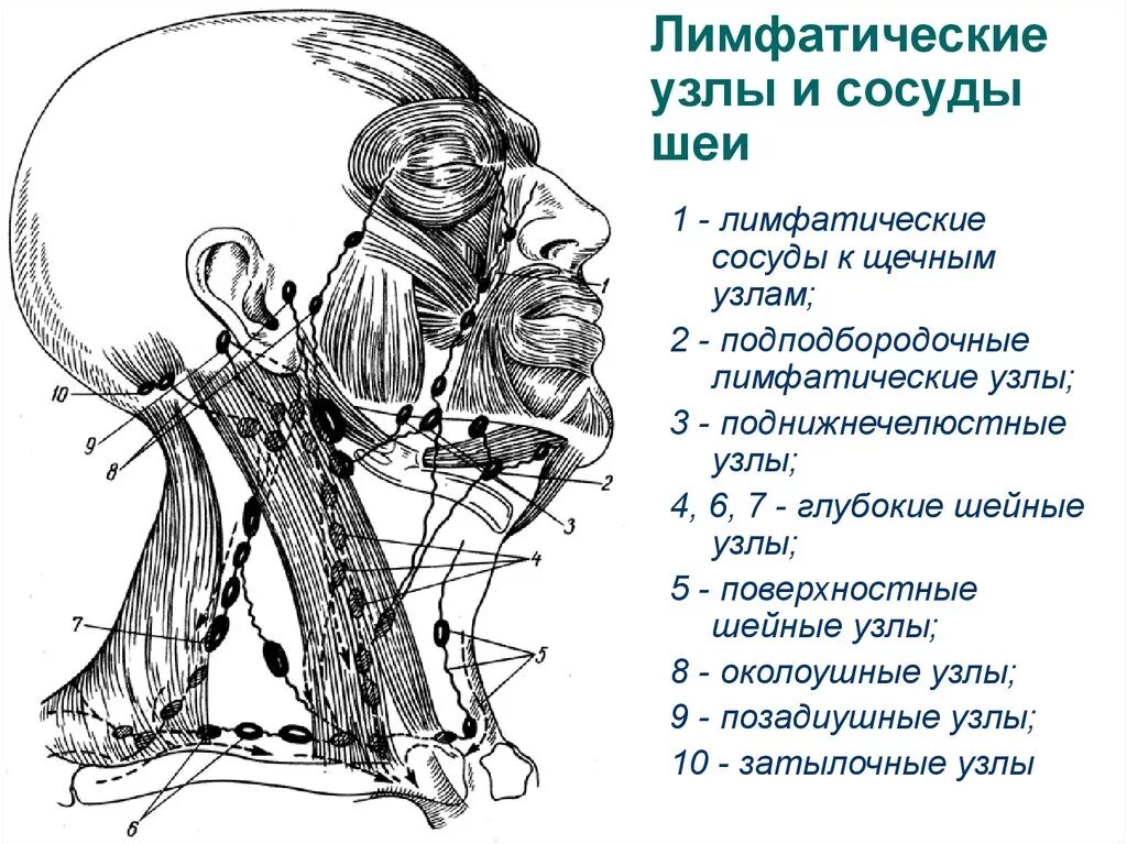 Схема лимфоузлов головы. Лимфатическая система человека схема голова. Лимфатическая система шеи топографическая анатомия. Лимфатические сосуды и регионарные лимфоузлы области головы и шеи.. Лимфатическая система таблица лимфатические узлы.