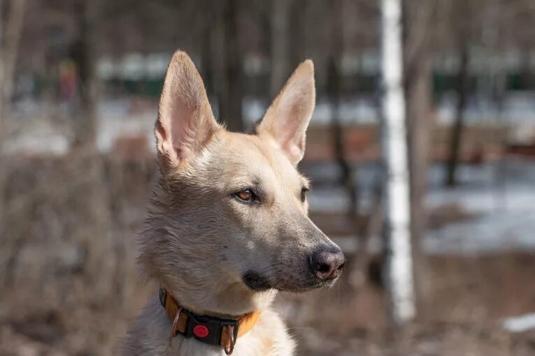 собака люська. собак добрые руки уфа. собака целовака порода. карликовый двортерьер. щенки даром.