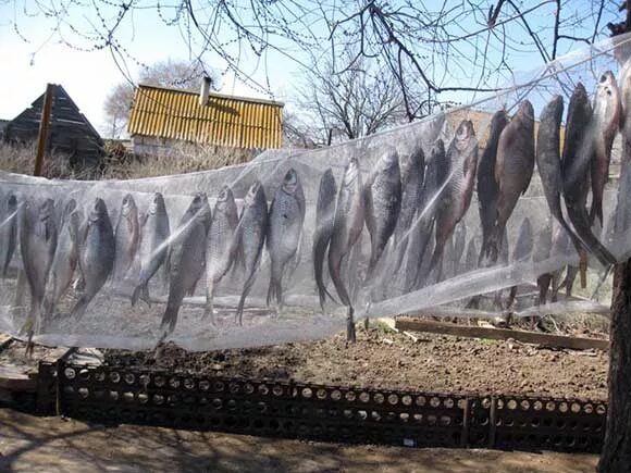 Развешенные для просушки