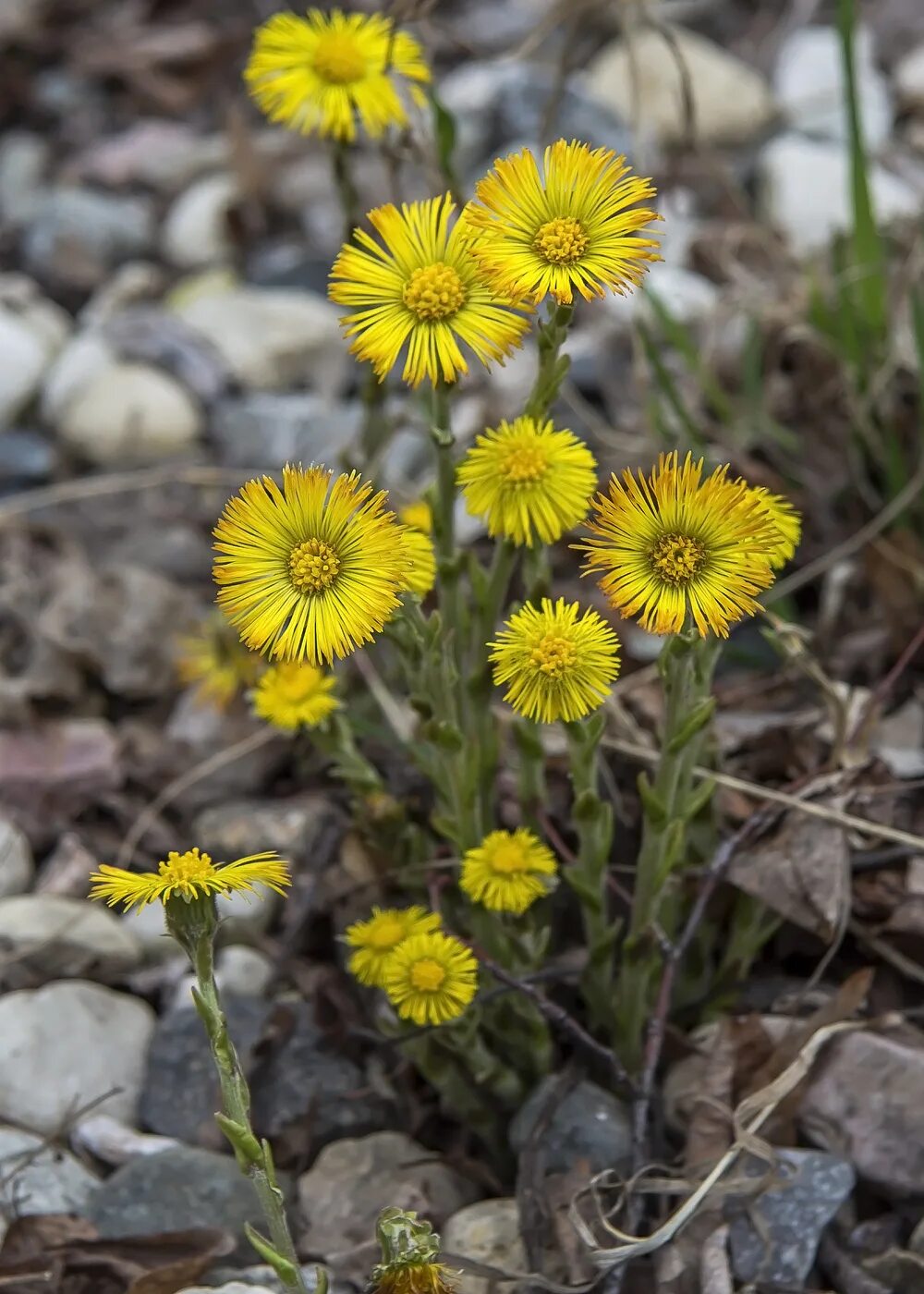 мачеха цветок. мать и мачеха цветок. мать и мачеха цветок. мать и мачеха цветок. Tussilago farfara листья.