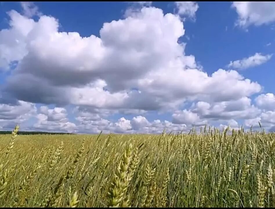 Там среди русских. Русское поле. Поле русское поле. Русское поле картинки. Там среди русских полей.