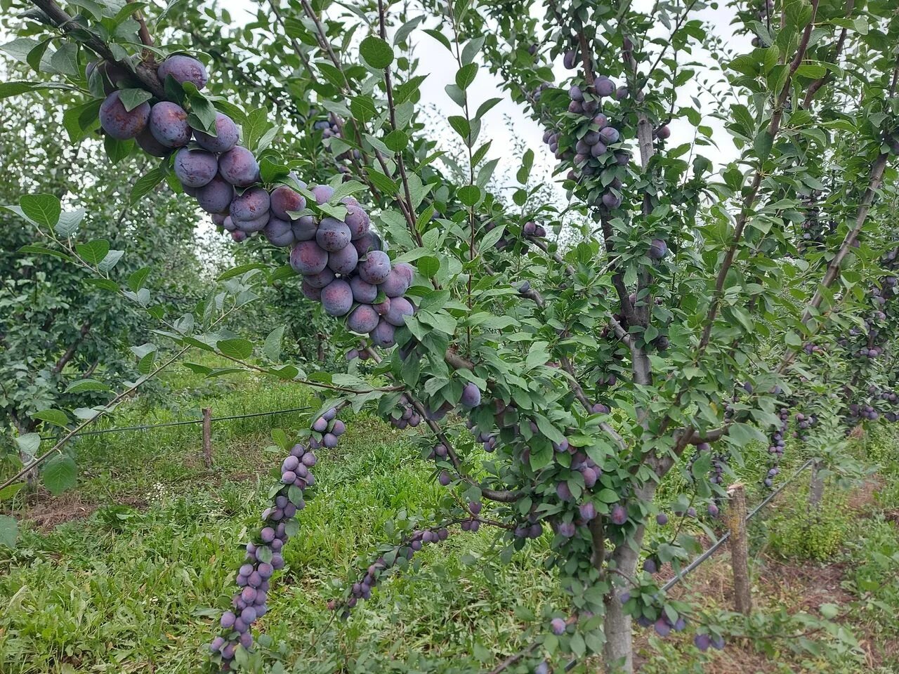 Слива кабардинская. Слива Кабардинская ранняя. Слива Кабардинка ранняя.