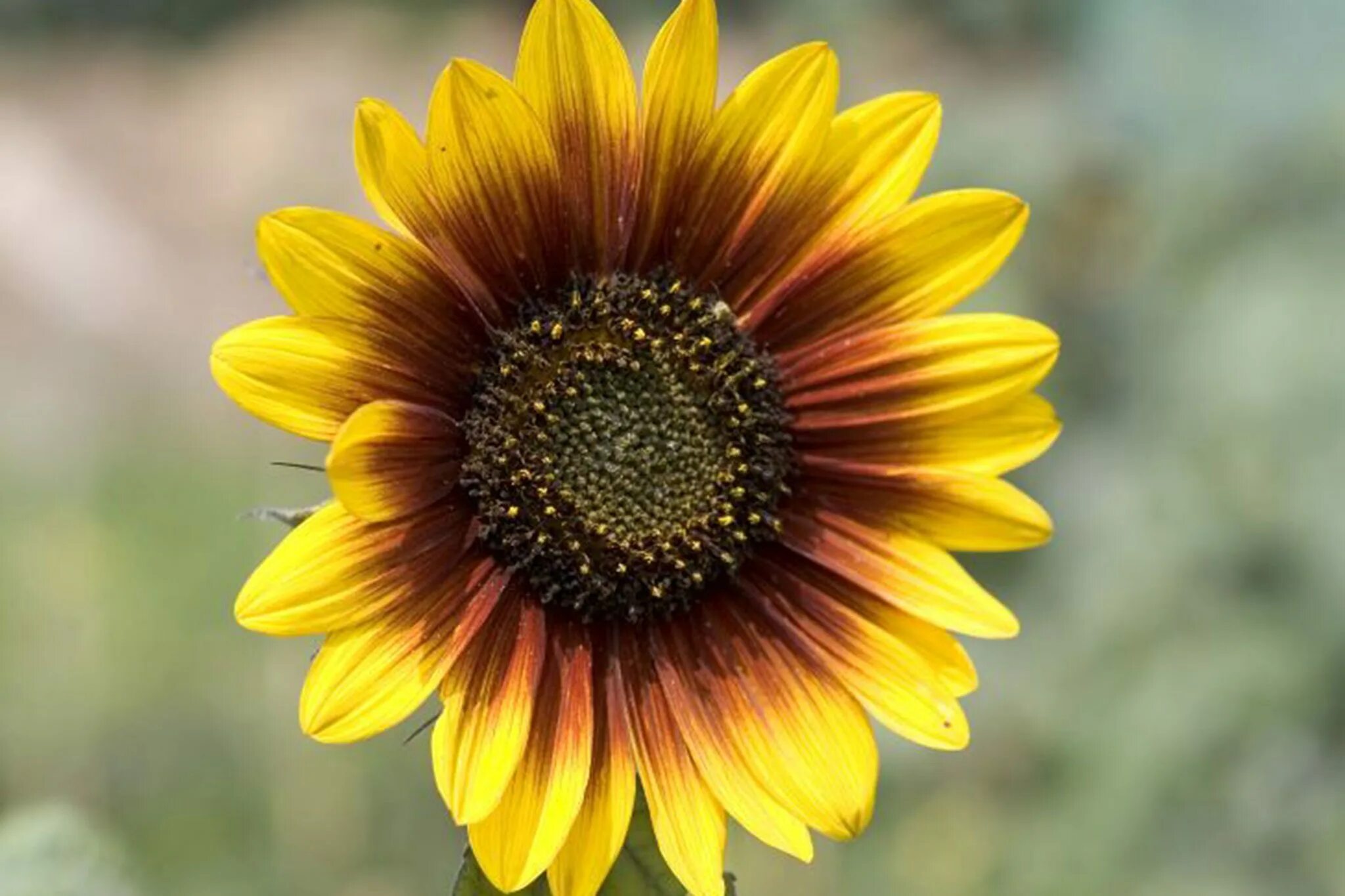 Подсолнечник соцветие. Helianthus annuus. Соцветие подсолнуха. Подсолнечник Lemon Queen. Соцветия подсолнечник масличный.