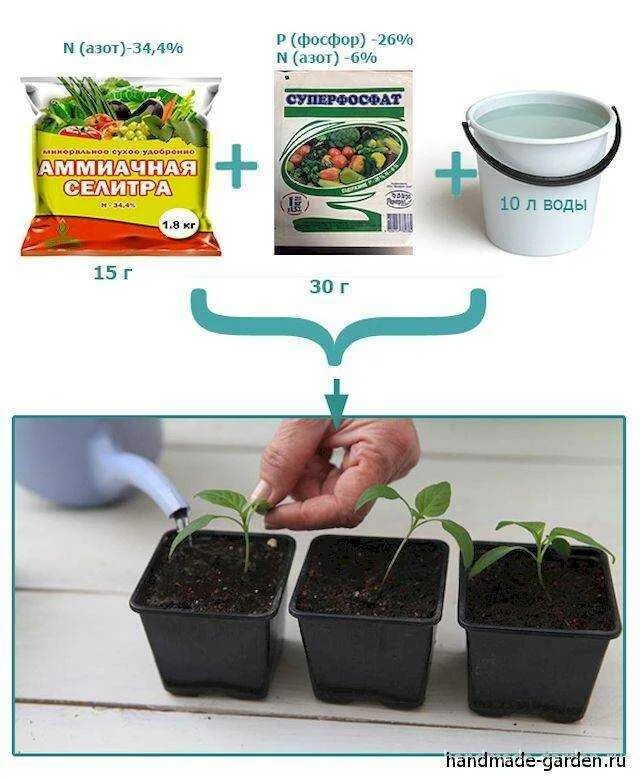 Подкормка рассады. Рассада удобрение для рассады. Удобрение для рассады перцев. Покромка перца рассады.