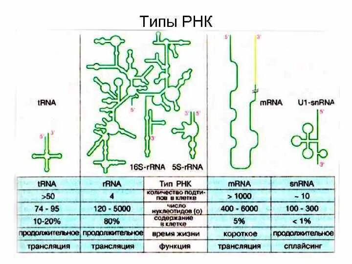 Виды рнк характеристика. Функции различных типов РНК. Функции и строение различных типов РНК. Функции всех видов РНК. Структура и функции РНК.