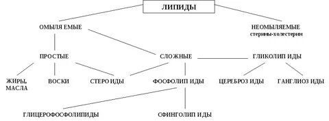 Жиры и липиды таблица