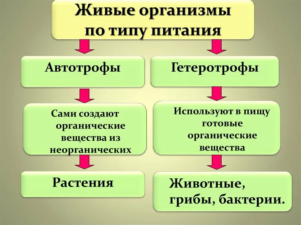 Какие различают по способу питания. Автотрофный и гетеротрофный Тип питания. Тип питание Автотрофное и гетеротрофное питание. Типы питания автотрофы и гетеротрофы. Автотрофный Тип питания и гетеротрофный Тип питания.