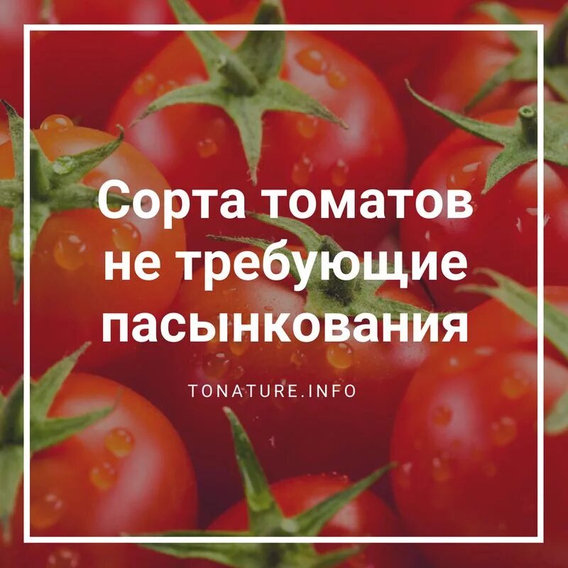 Семена томатов без пасынкования. Семена томатов низкорослые без пасынкования. Сорта томатов не требующие пасынкования. Семена томатов без пасынкования для теплиц. Помидоры без пасынкования.