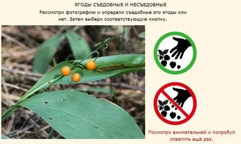 Ягоды какого растения ядовиты
