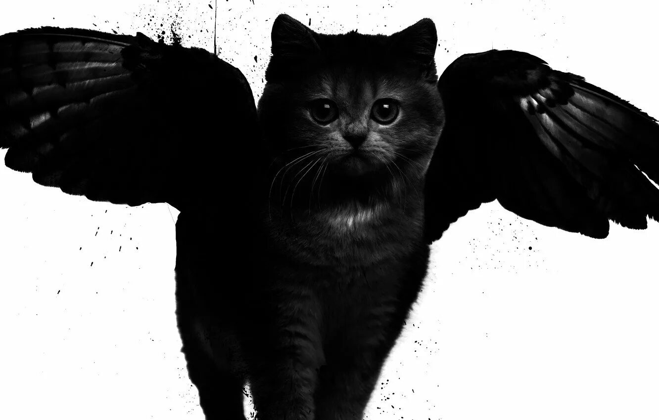 Черные любой. Чёрный кот. Кот с крыльями. Черная кошка с крыльями. Черные коты.