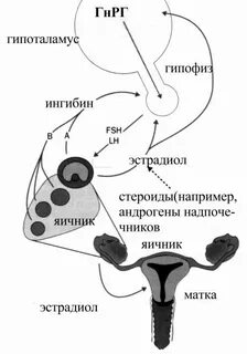 Ось гипоталамус