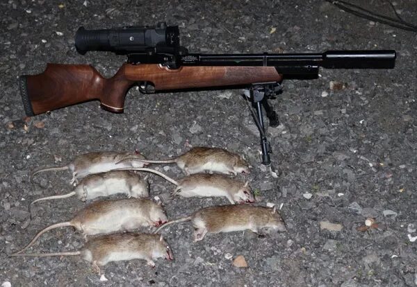 Rat hunting