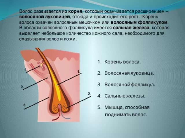 Волосяная луковица функции