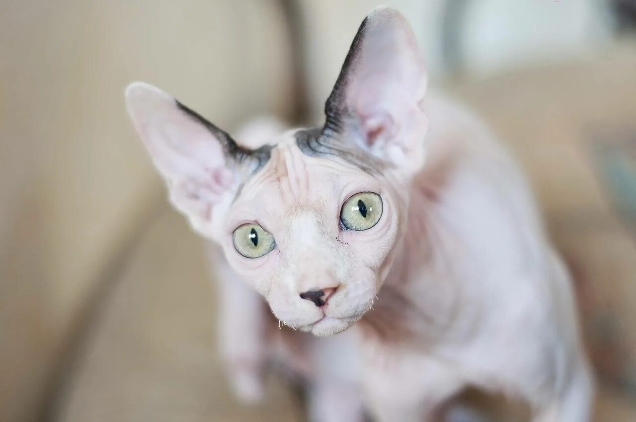 Сколько живут кошки сфинксы в домашних условиях. Сфинкс кошка. Сфинкс порода. Канадский сфинкс Лунная кошка. Лысая кошка с большими ушами.