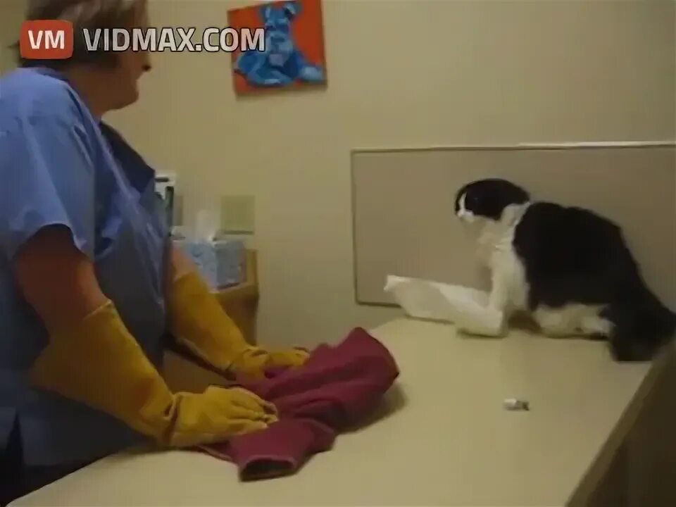 Beating cat