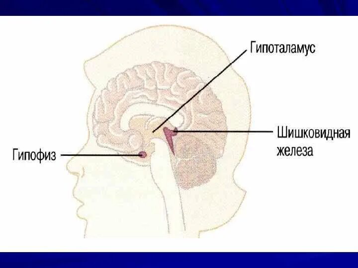 Шишковидная железа. Гипоталамус гипофиз эпифиз. Гипофиз головного мозга и шишковидная железа. Гипоталамус гипофиз эпифиз схема. Гипоталамус шишковидное тело схема.