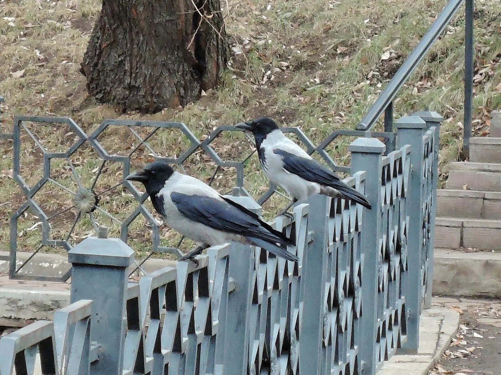 Сорока на заборе. Сороки на заборе. Сорока обыкновенная. Сороки на заборе зимой. Сорока в лесу.