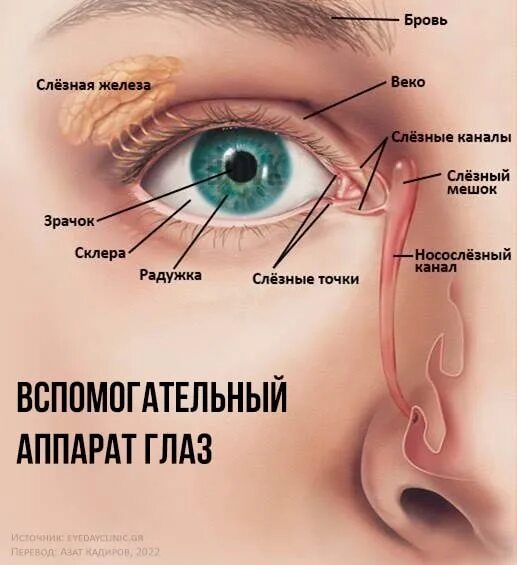 Слезно носовой канал. Строение слезного канала. Слезный канал анатомия.