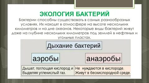 Экология бактерии