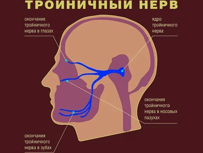 Троичный лицевой нерв. Третичный нерв. Воспалениетроичного нерва. Лицевой троичный тройничный нерв. Тройничный нерв на лице.