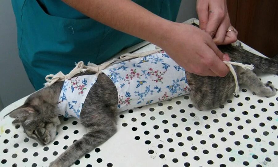 Во сколько месяцев можно стерилизовать. Попона бандаж для кошки после стерилизации. Попонка послеоперационная для кота. Попона для кота после кастрации. Стерилизация кошек попона.