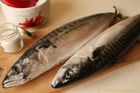 Быстрая скумбрия
