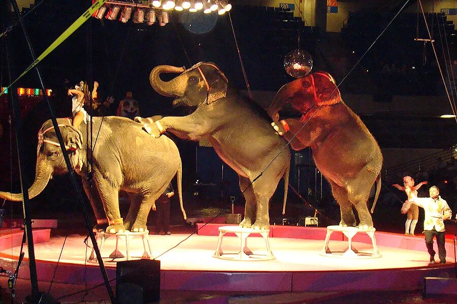 Животные и развлечения. Слон в цирке. Цирк с экзотическими животными. Запретить цирк. Эксплуатация животных в цирке.