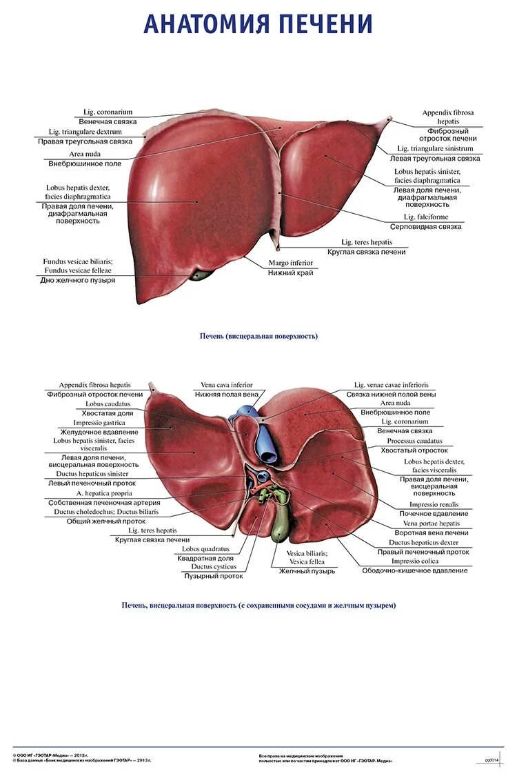 Сердечное вдавление печени анатомия. Строение печени анатомия атлас. Строение печени анатомия доли. Строение печени анатомия латынь.