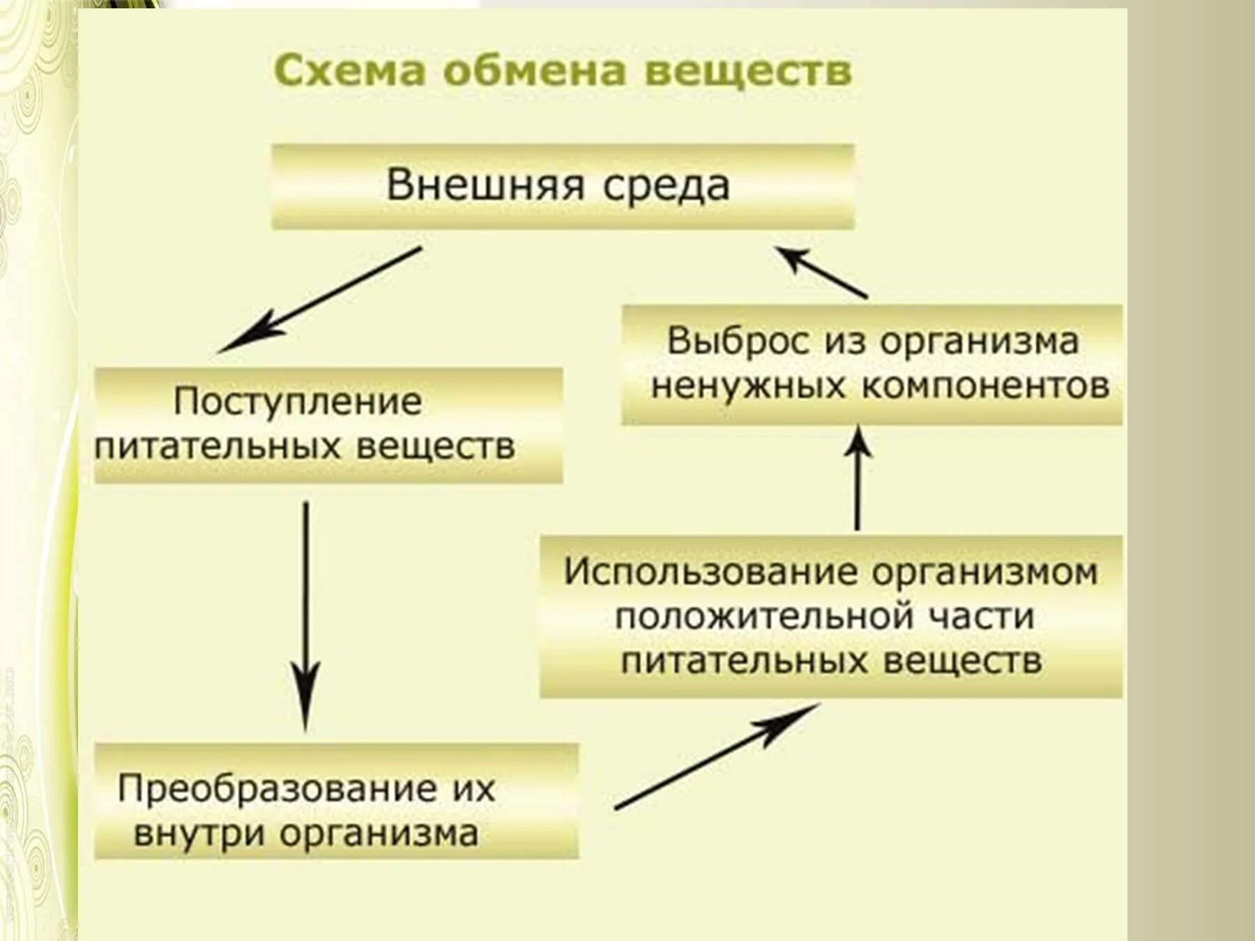 Обмен веществ. Схема обмена веществ. Схема обмена веществ у растений. Обмен веществ растения со средой.