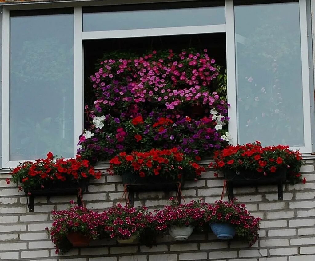 Петуньи балкон Джульетты. Цветник на балконе. Цветы за балконом. Балкон с цветами.