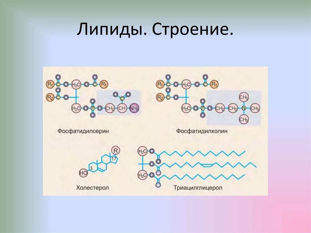 Молекулы липидов функции. Структура молекул липидов. липиды строение мономера. строение молекулы липида. строение липидов биология.