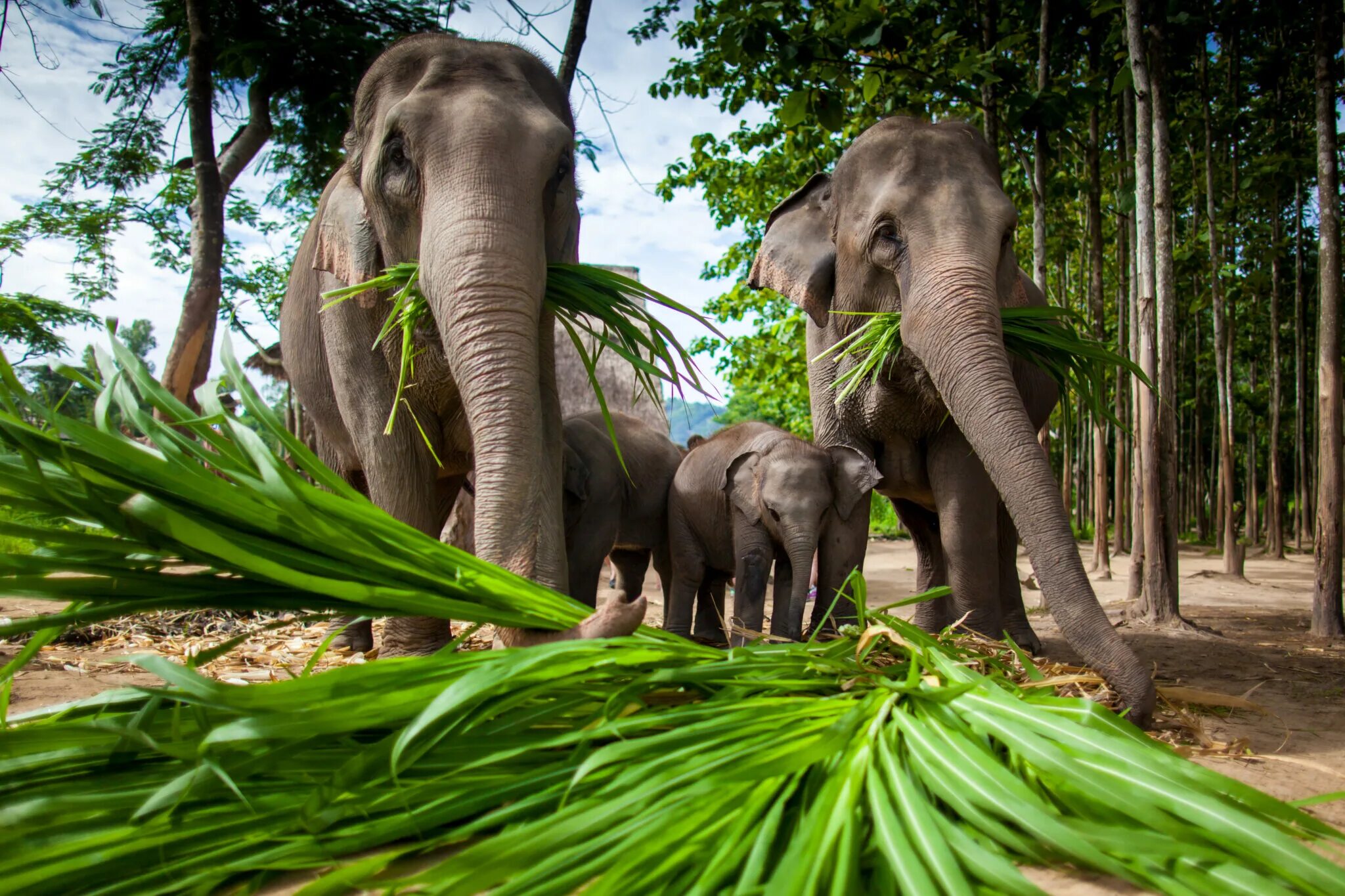 Elephant sanctuary park. Таиланд Слоновий парк. Парк слонов на Самуи. Таиланд Пхукет слоны. Растительный мир Тайланда.