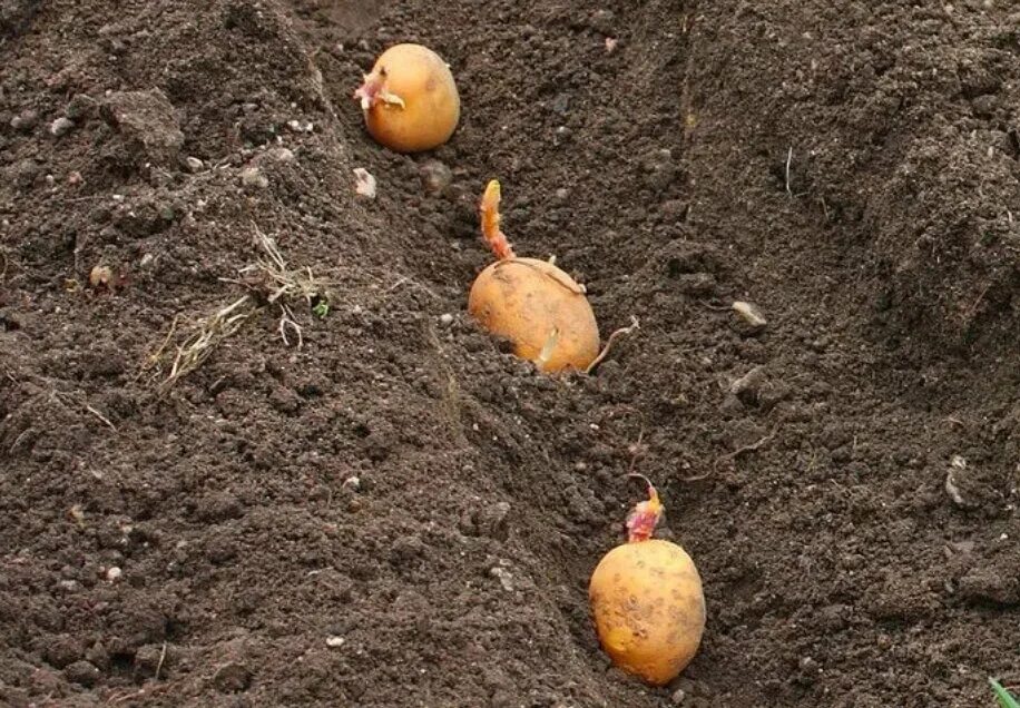 Картошка ростками вниз или вверх. Посадка картофеля. Посадка картошки. Садим картофель. Посев картофеля.