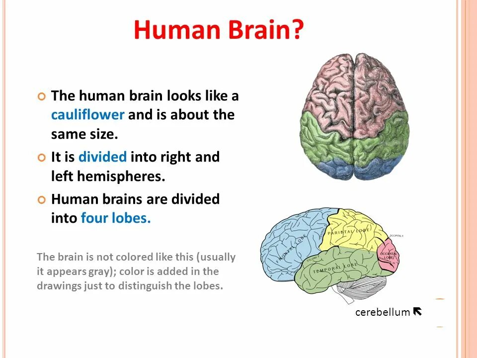 Brain capabilities. Human Brain Project презентация. The Human Brain ppt. Human Brain Worksheets.