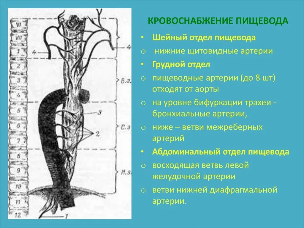 Нижний отдел пищевода. Анатомия пищевода кровоснабжение иннервация. Схема артериального кровотока пищевода. Пищевод топография кровоснабжение и иннервация. Кровоснабжение пищевода топографическая анатомия.