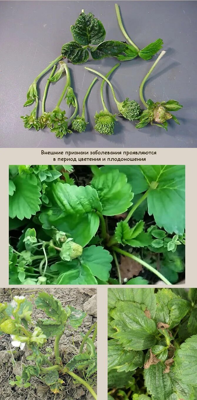 Земляничная нематода (aphelenchoides fragariae). Клубника пораженная нематодой. Земляничная нематода (aphelenchoides fragariae). Нематода клубники как бороться. Стеблевая нематода клубники.