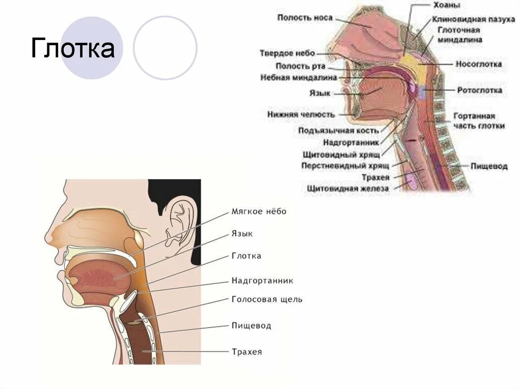 Глотка переходит. Строение полости глотки гортани. Полость глотки анатомия строение. Схема гортани человека строение с описанием. Строение полости рта и глотки анатомия.