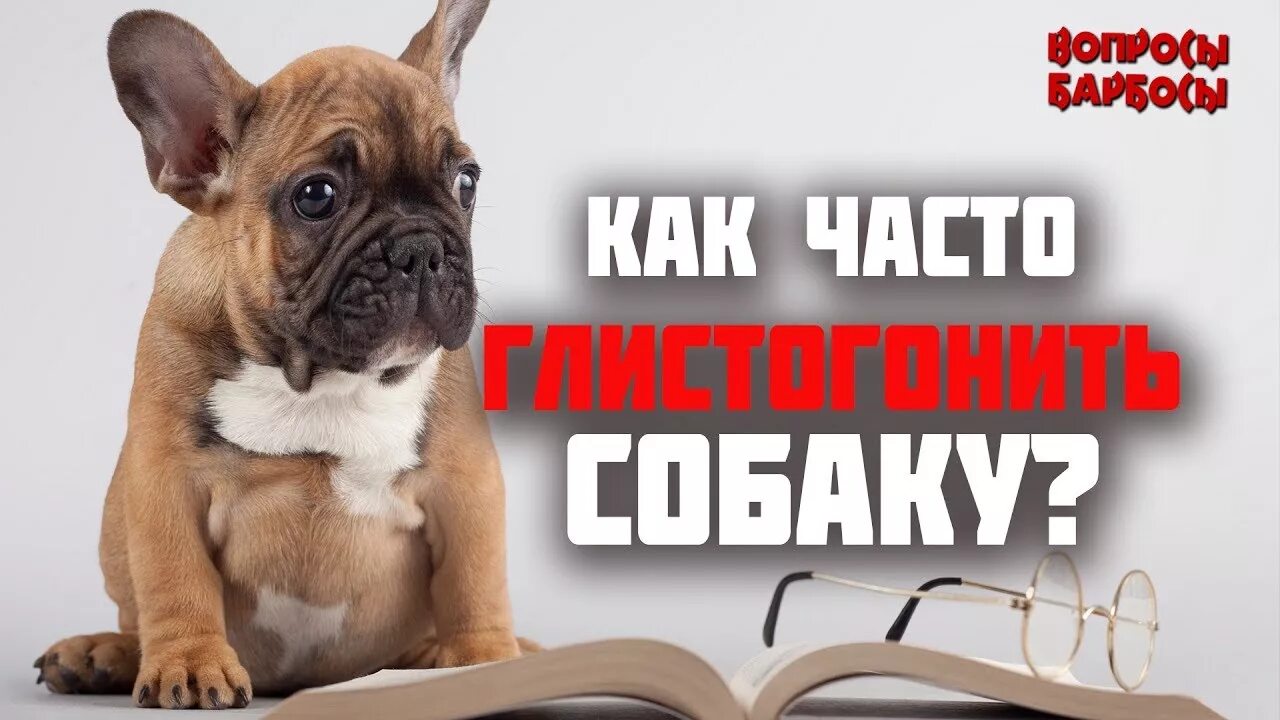 Надо ли глистогонить собаку. Собаку глистогонить собаку. Как часто глистогонить. Как часто глистогонить собаку. Как глистовать собаку.