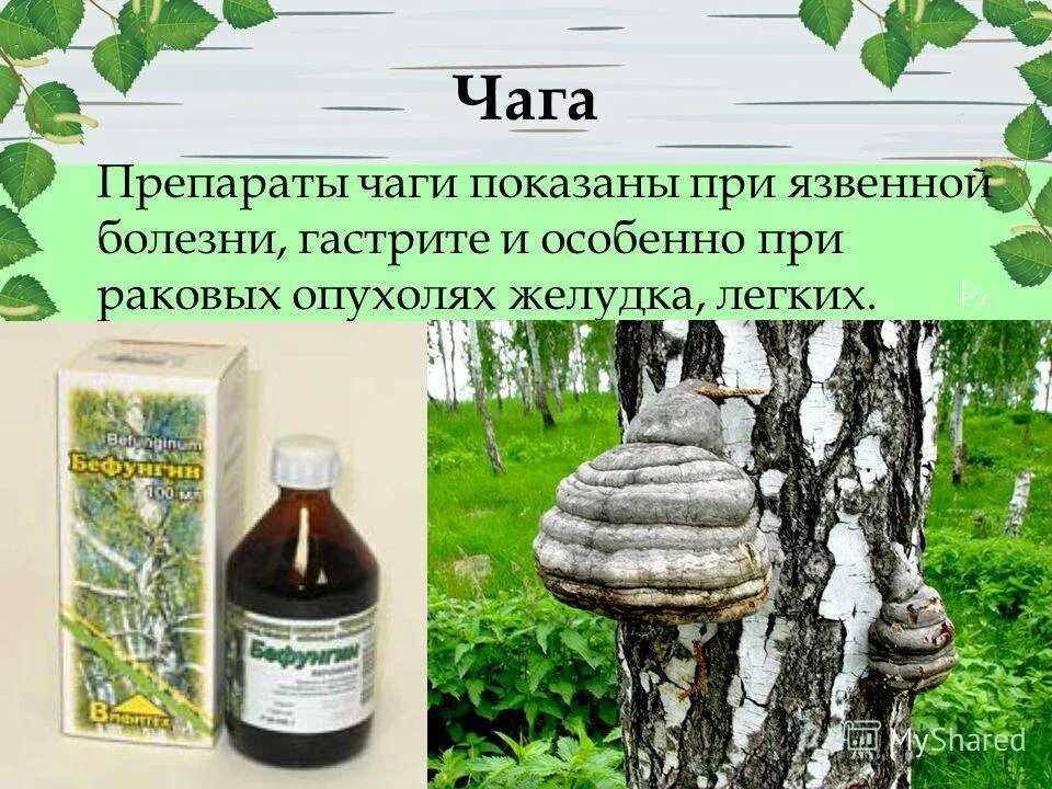 Чага от чего помогает взрослым. Чага березовый гриб лекарство. Чага (березовый гриб). Берёзовый гриб чага для желудка. Чага при язвенной болезни желудка.